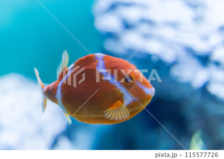 水槽内を泳ぐホワイトバードボックスフィッシュ 水槽内を泳ぐホワイトバードボックスフィッシュ 115577726