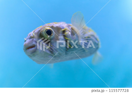 水槽内を泳ぎ回るヒトヅラハリセンボン 水槽内を泳ぎ回るヒトヅラハリセンボン 115577728