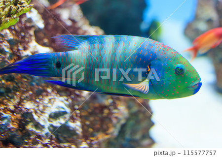 ブルームテールラス 海水魚 剥製 【公式通販】