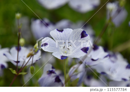 2024年比叡山 115577784