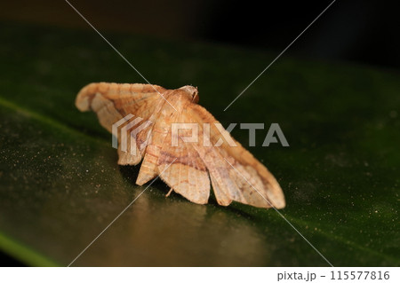 生き物　昆虫　マダラマドガ、開張二センチ前後のマドガ科のガ。生垣の木の葉に止まっています 115577816