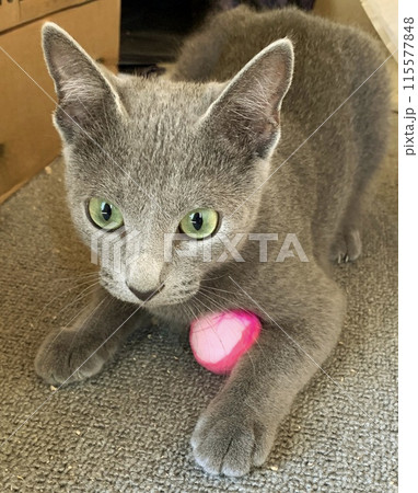 見つめる猫 見つめる猫 115577848