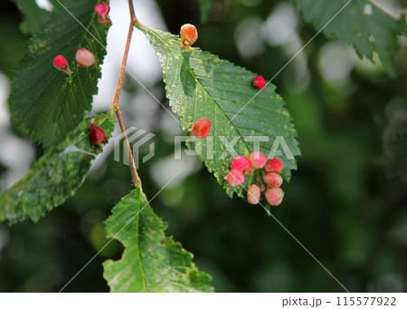 ハルニレの葉に付いた虫こぶ（ハルニレハクロフシ） 115577922