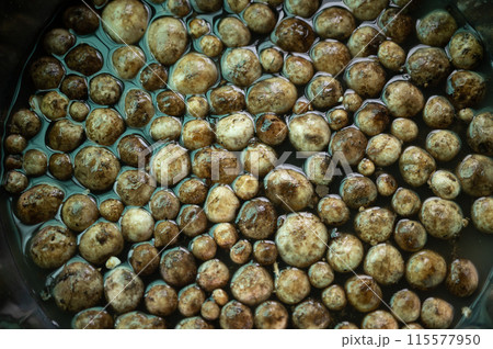 Puff ball mushroom soak in cool water to remove any dirt and insects. Local people in Thailand they are collected from the wild and sold in the markets for cooked as food. Puff ball mushroom soak in cool water to remove any dirt and insects. Local people in Thailand they are collected from the wild and sold in the markets for cooked as food. 115577950