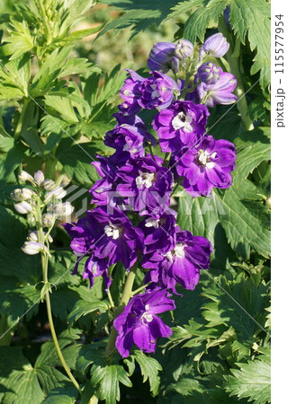 デルフィニウムの花 デルフィニウムの花 115577954