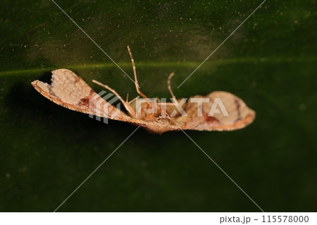 生き物　昆虫　マダラマドガ、初夏から夏に見られます。幼虫の食草はアラカシだそうです 115578000