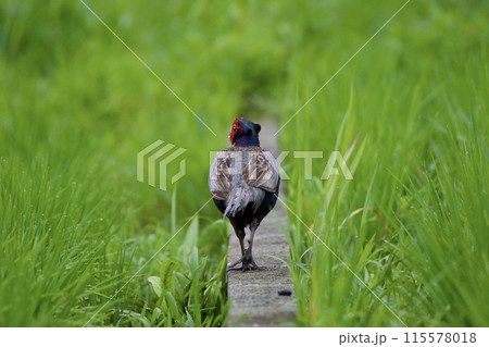 田んぼの間を歩くキジ / pheasant 田んぼの間を歩くキジ / pheasant 115578018
