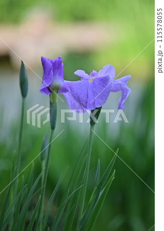 雨に濡れる花菖蒲 115578055