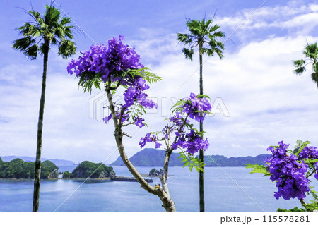 ヤシとジャカランダ 115578281