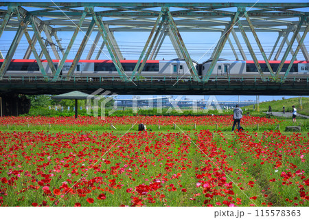 江戸川河川敷のポピー畑と成田エクスプレス 115578363