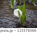 八幡平山麓の水芭蕉 115578366