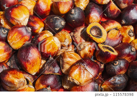 Fresh palm oil fruit in extractor plant , Thailand. 115578398