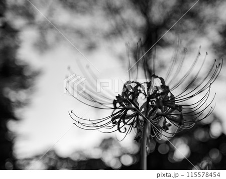 逆光で輝く彼岸花 115578454