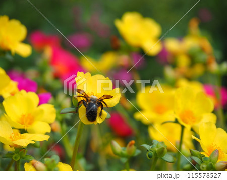 満開のポーチュラカと蜜を吸うクマバチ 115578527