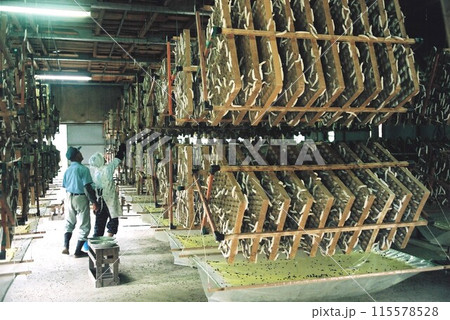養蚕農家の老夫婦が回転まぶしに入った熱蚕の点検をする光景 養蚕農家の老夫婦が回転まぶしに入った熱蚕の点検をする光景 115578528