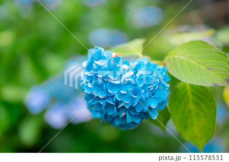 上野に咲く紫陽花の花 115578531