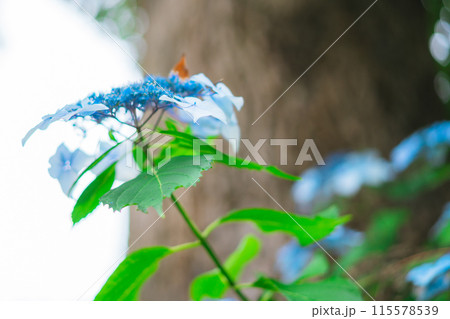 上野に咲く紫陽花の花 115578539