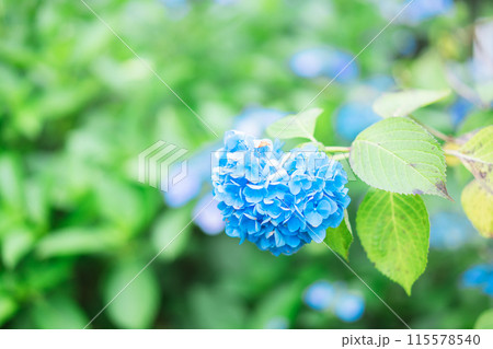 上野に咲く紫陽花の花 上野に咲く紫陽花の花 115578540