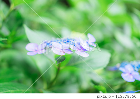 上野に咲く紫陽花の花 上野に咲く紫陽花の花 115578550
