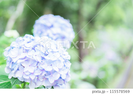 上野に咲く紫陽花の花 上野に咲く紫陽花の花 115578569