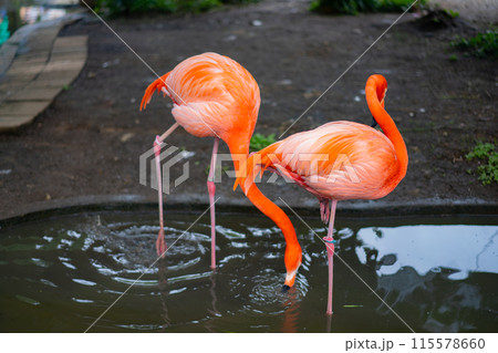 水を飲むフラミンゴ 115578660