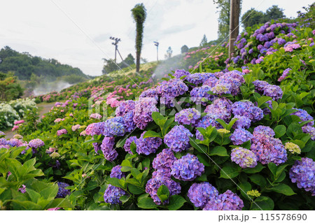 斜面に咲く紫陽花 115578690