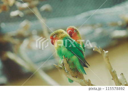 木にとまるかわいいたくさんのインコ 木にとまるかわいいたくさんのインコ 115578892