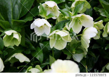 クリスマスローズ 115578973