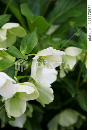 クリスマスローズ クリスマスローズ 115578974