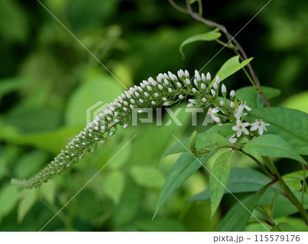 サクラソウ科オカトラノオの蕾 サクラソウ科オカトラノオの蕾 115579176