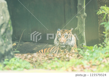 動物園でくつろぐトラ 動物園でくつろぐトラ 115579324