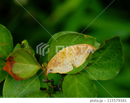 葉に止まるカギバガ科ウコンカギバ 葉に止まるカギバガ科ウコンカギバ 115579381