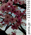 サクラ 115579398