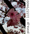 サクラ 115579400