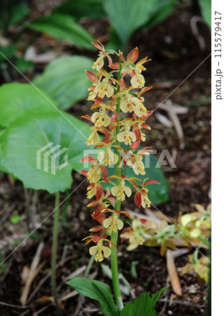 エビネの花 115579417