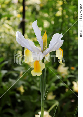 アイリス 115579462