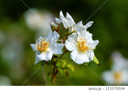 照葉野薔薇(てりはのいばら) 115579504