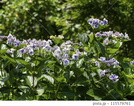 紫色の鮮やかなガクアジサイ 115579761