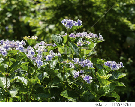 紫色の鮮やかなガクアジサイ 115579763