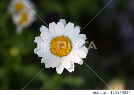 白いマーガレット 115579834