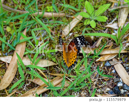 地面に止まるタテハチョウ科ツマグロヒョウモン♀ 115579979
