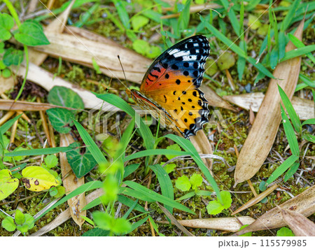 地面に止まるタテハチョウ科ツマグロヒョウモン♀ 115579985