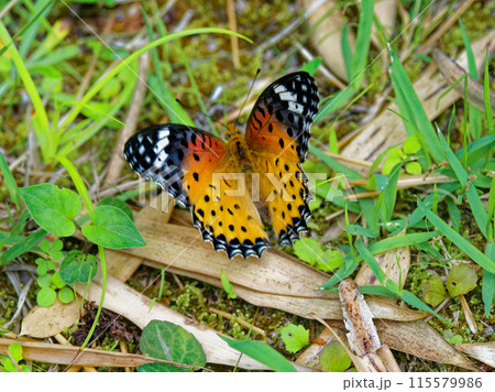 地面に止まるタテハチョウ科ツマグロヒョウモン♀ 115579986