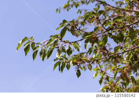 青空に映える新緑 115580142