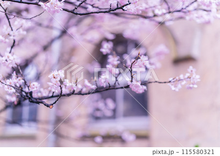 京都市下京区旧成徳中学校の春めき桜を撮影 115580321