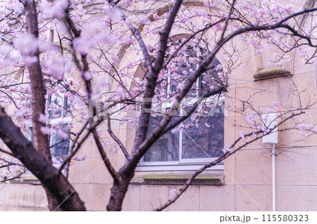 京都市下京区旧成徳中学校の春めき桜を撮影 115580323