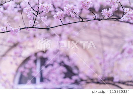 京都市下京区旧成徳中学校の春めき桜を撮影 京都市下京区旧成徳中学校の春めき桜を撮影 115580324