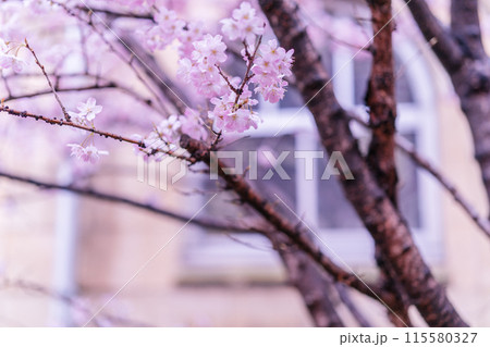 京都市下京区旧成徳中学校の春めき桜を撮影 115580327