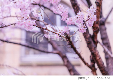 京都市下京区旧成徳中学校の春めき桜を撮影 115580328