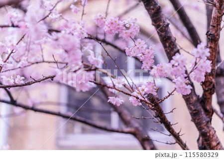 京都市下京区旧成徳中学校の春めき桜を撮影 京都市下京区旧成徳中学校の春めき桜を撮影 115580329